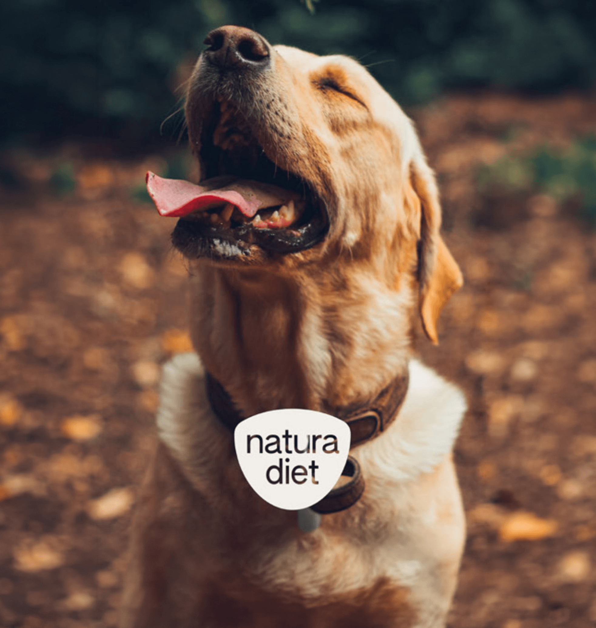 NaturaDiet. Nueva identidad de marca.